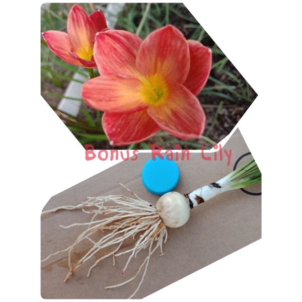 บัวดิน ชื่อ "จินดา (Z.Chinda)"🌼 จำหน่ายหัวละ 5 บาท จร้า