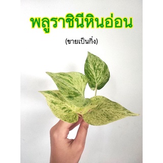 พลูราชินีหินอ่อน ขายเป็นกิ่ง (มีเก็บปลายทาง) ไม้ฟอกอากาศ เลี้ยงได้ทั้งในดิน และ ในน้ำ ..