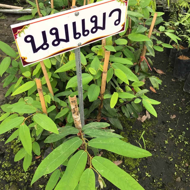 ขายต้นนมแมว ไม้ไทย ไม้ดอกหอม วงศ์กระดังงา