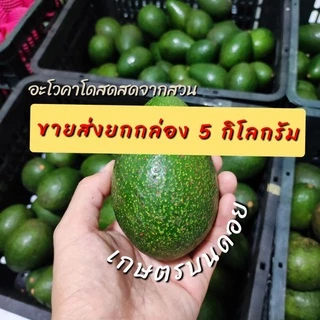 [ขายส่ง] อโวคาโดคัดส่งอย่างดี [กล่อง 5 กิโลกรัม]
