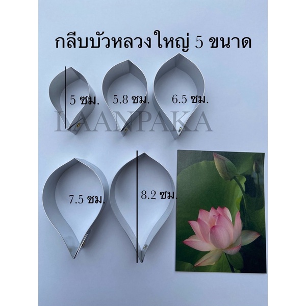 กลีบดอกบัวหลวงปลายตัด พิมพ์ตัดดอกบัวหลวงปลายตัด
