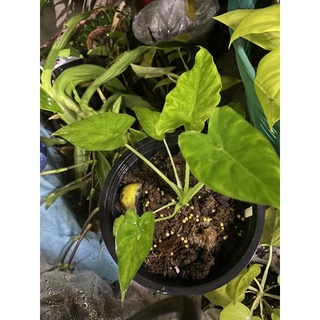 alocasia gageana aurea variegated