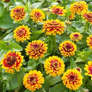 เมล็ดพันธุ์ บานชื่นแฟนซี / บานชื่นตุรกี คละสี 0.5 กรัม ( 50+ เมล็ด) Mazurka & Macarena Zinnia Mix