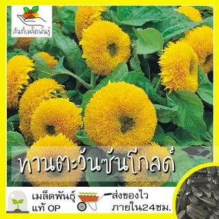 เมล็ดพันธุ์ ชุดดอกทานตะวัน ขายดีที่สุด ปลูกง่าย โตไว ดอกดกสวย พร้อมส่ง ทานตะวันแคระ/โกลด์รัช/ซันโกลด์/ยักษ์แมมมอธ/สีแดง