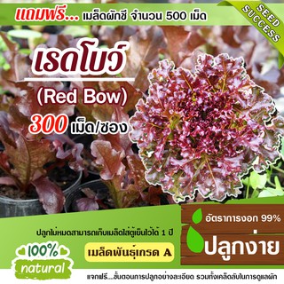 เมล็ดพันธุ์ผักสลัด เรดโบว์ 300เมล็ด อัตราการงอก95% เมล็ดพันธุ์ ผักสลัด (แถมฟรี!!! เมล็ดผักกวางตุ้ง500 เม็ด)