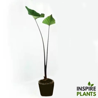 INSPIRE PLANTS (NN) , บอนคอฟฟี่คัพ Colocasia Coffee Cup  บอนถ้วยกาแฟ บอนสะสมสวยงาม  ส่งกระถาง 4 นิ้ว