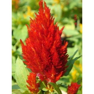 เมล็ดพันธุ์ ดอกสร้อยไก่ เรดเรนเจอร์ สีแดง (Celosia Plumosa) บรรจุ 100 เมล็ด