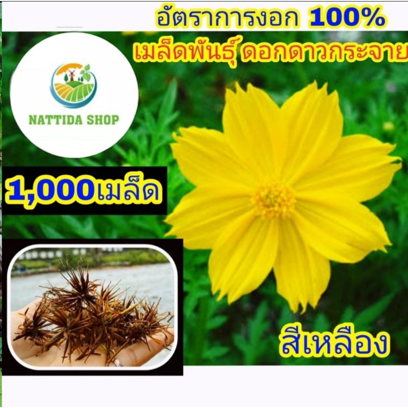 1,000 เมล็ดพันธุ์ ดอกดาวกระจาย สีเหลือง ดาวกระจายสีเหลือง