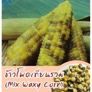 เมล็ดพันธุ์ข้าวโพดเทียน200เม็ด50บาท