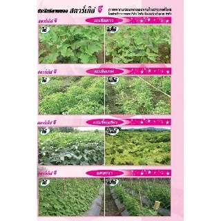 [1kg] สตาร์เกิลจี (Starkle G) สตาเกิลจี สตาร์เกิล จี สตาเกิล จี สารกำจัดแมลงชนิดดูดซึมเข้าทางระบบราก 1กิโลกรัม