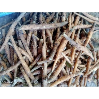 เหง้าสักทองแบบชำ100เหง้า150บาท
