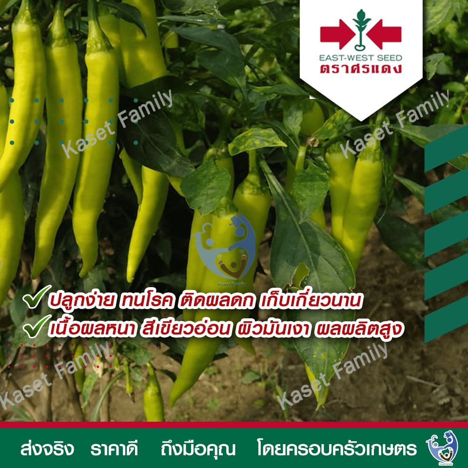 ผักซอง พริกหนุ่มขาว หยกขาว 31 150 เมล็ด เมล็ดพริกหนุ่มขาว ตราศรแดง ราคา ถูกที่สุด ดีลบีเคเค แกลเลอรีภาพที่ 3