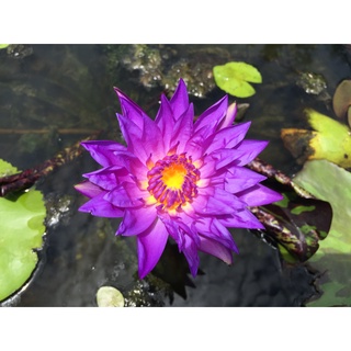 10 เมล็ด เมล็ดบัว สีม่วง นำเข้า บัวนอก สายพันธุ์เมล็ดบัว Waterlily Nymphaea Seeds