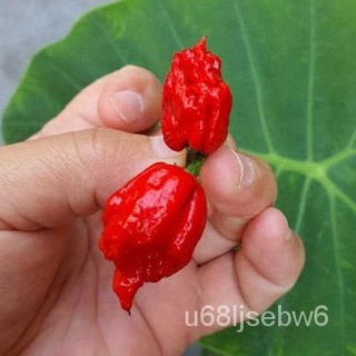 (อินทรีย์ เมล็ด)พริกเผ็ดที่สุดในโลกถูกที่สุด 9 บ. 3 เมล็ด เมล็ดพันธุ์พริกcarolina reaper ปลูกง่าย ☘️ เผ็ดที่สุดในโลก FZZ