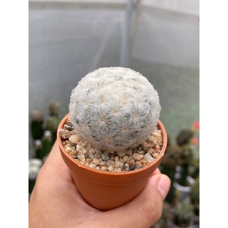 แมมขนนกขาว  Mammillaria plumosa  เพาะจากเมล็ด ลูกขนนกร่ม