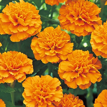 ดาวเรืองฝรั่งเศส สีส้ม ถูกที่สุ10บ. เมล็ดพันธุ์ดาวเรืองฝรั่งเศสสีส้ม 20 เมล็ด งอกง่าย ดอกดก สวยมาก