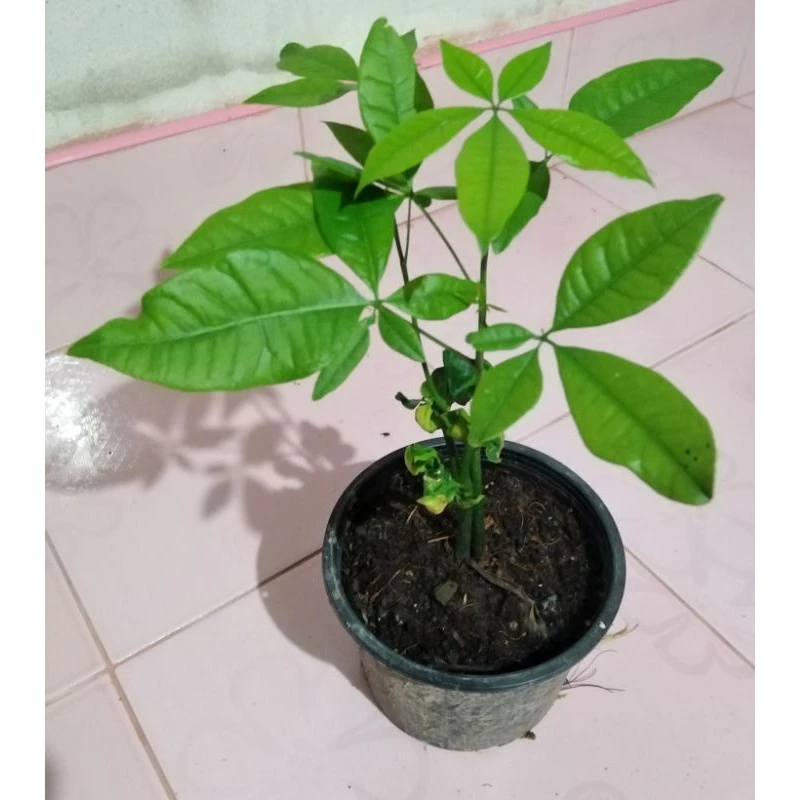 ต้นศุภโชค ไม้มงคล กระถางละ50บาท