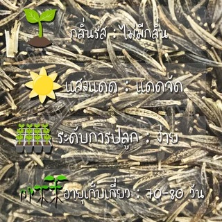 เมล็ดพันธุ์ ดอกดาวกระจาย สีชมพู 200 เมล็ด Pink Gloria Cosmos Flower Seed เมล็ดพันธุ์แท้ นำเข้าจากต่างประเทศ ปลูกผัก โตไว