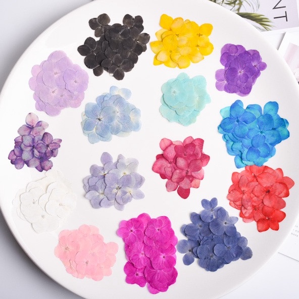 [Shopee Video ลด 30%] [16 สี] ดอกไฮเดรนเยีย Hydenyia ดอกไม้ทับ ดอกไม้แห้ง ดอกไม้ทับแห้ง