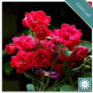 30 เมล็ด เมล็ดพันธุ์ กุหลาบพวง Floribunda Rose Seeds สีแดง ดอกหอม นำเข้าจากต่างประเทศ พร้อมคู่มือ เมล็ดสด ใหม่