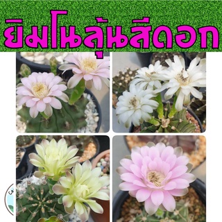 ยิมโนฯ Gymno Calycium กระบองเพชร แคคตัส