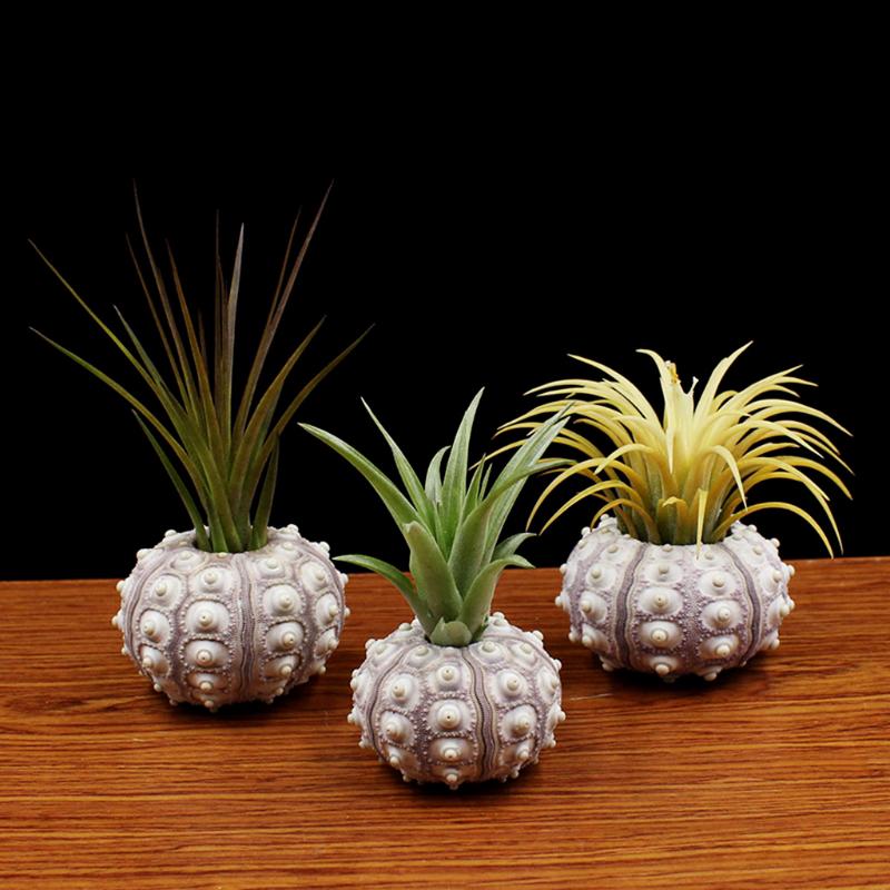 YH⚡ Air Plants Sea Urchin Tabletop Tillandsia Holder Miniature Gardening Decorations