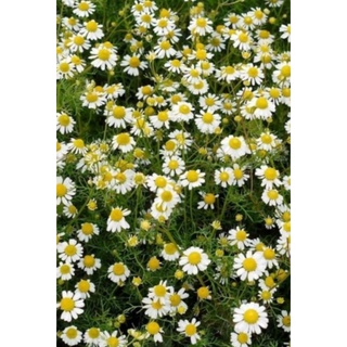 เมล็ดพันธุ์ ดอกคาโมมายล์🌼🌼🌼 1000 เมล็ด German Chamomile Seed เมล็ดพันธุ์