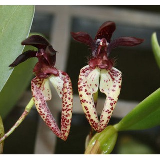 กล้วยไม้ สิงโตนักกล้ามหลังคาดำ Bulbophyllum lasiochilum (black)  1 ต้น