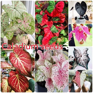 บอนสี 100เมล็ด Mixed Colors Caladium Seeds Flower Seeds ต้นไม้ฟอกอากาศ ต้นไม้ประดับ เมล็ดดอกไม้ บอนสี พันธุ์ไม้ดอก