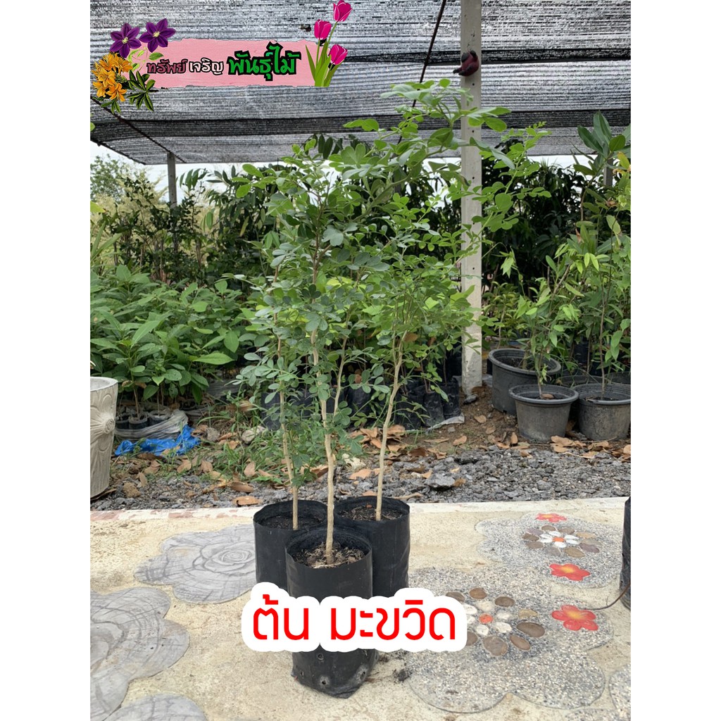 ต้น มะขวิด สูง 60-80cm.​ พร้อมส่ง สำคัญกรุณาสั่งซื้อในเวลา12:00น.-00:00น.