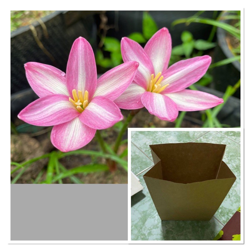 157ศ.หัวดอกบัวดิน Pixie Heart หัวละ 30 บาท