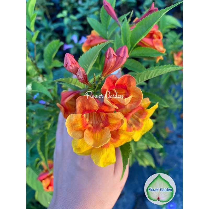 F58 ต้นทองอุไรสีส้ม Tecoma Stans Orange มิกกี้เมาส์ สายพันธุ์ใหม่  กระถาง 11 นิ้ว ไม้แดด ทนแล้ง