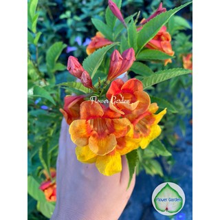 Flower Garden F58 ต้นทองอุไรสีส้ม Tecoma Stans Orange มิกกี้เมาส์ สายพันธุ์ใหม่  กระถาง 11 นิ้ว ไม้แดด ทนแล้ง