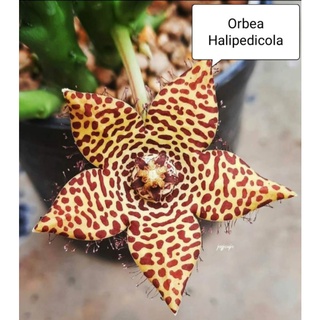 Orbea Halipedicola  เก๋งจีน กิ่งเด็ดสด cactus