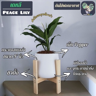 ต้นเดหลี PLACE LILY พร้อมกระถางเบลล่า9"นิ้ว+เม็ดPopper+ขาตั้ง (ต้นไม้ฟอกอากาศ)