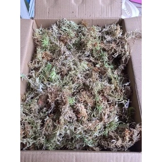 สแฟกนั่มมอส sphagnum moss สด ขนาด 1 กก.
