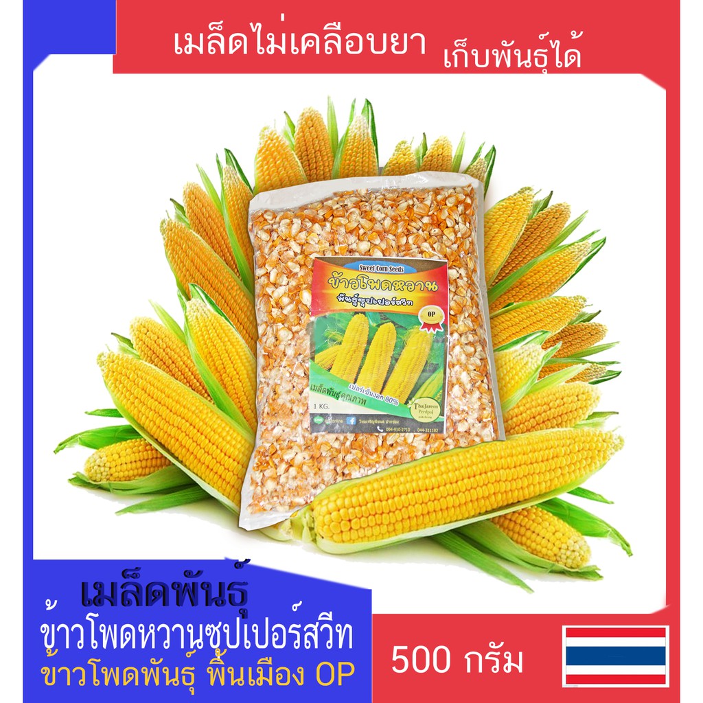 เมล็ดข้าวโพดหวาน สำหรับปลูก พันธุ์ OP  ฝักเหลือง เมล็ดคลุกยาแล้ว