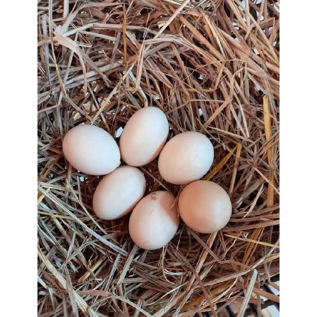 ไข่เชื้อไก่ชนพม่าลำวง พ่อพันธุ์ตามคลิป สายเลือดเงินล้าน ชุดละ 3 ฟอง ไข่สดเก็บไข่ทุกวัน FISK