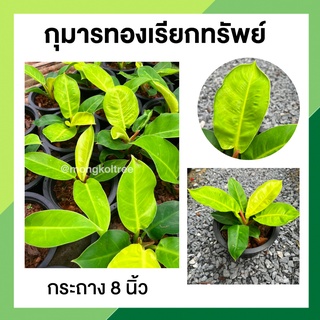 กุมารทองเรียกทรัพย์ Philodendron Moonlight พร้อมกระถาง 8 นิ้ว ต้นไม้มงคล ต้นไม้ประดับ ต้นไม้ฟอกอากาศ โชคลาถวาย