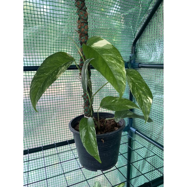 Epipremnum pinnatum variegated อิพิ ด่างขาว Epi