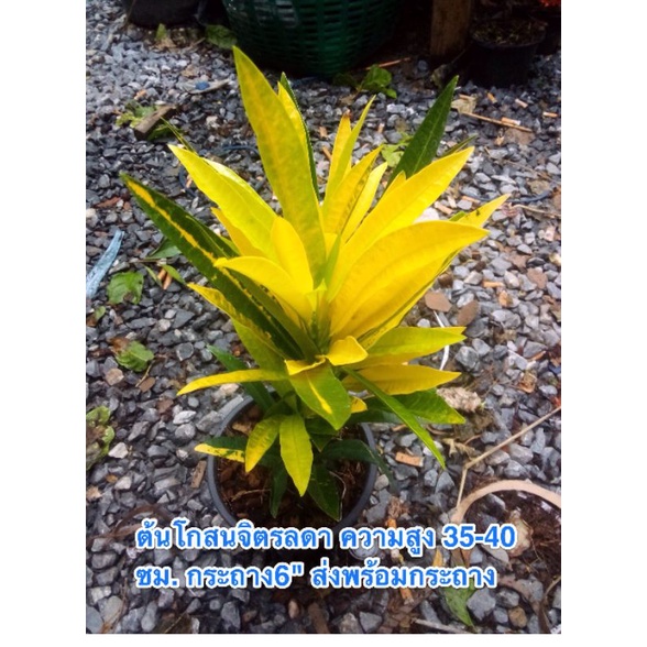 ต้นโกสนจิตรลดา,โกสนใบส้ม,โกสนสาวเชียงใหม่เหลืองสดสว่างปลูกง่าย