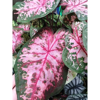 caladium carolryn whorton บอนสี