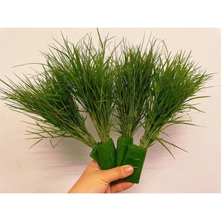 หญ้าแพรกสด 🌿หญ้าแพรกมงคล ถวายองค์พระพิฆเนศ