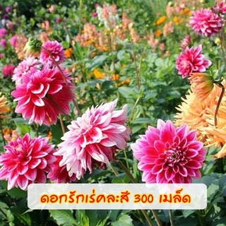 ดอกรักเร่ คละสี 300 เมล็ด Dahlia Flowers Color Mix เมล็ดนำเข้า