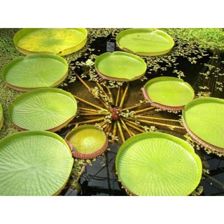 5 เมล็ด เมล็ดพันธุ์ บัวกระด้ง (Victoria waterlily) Unseen Thailand บัวกระด้งยักษ์ผู้ใหญ่ยืนได้