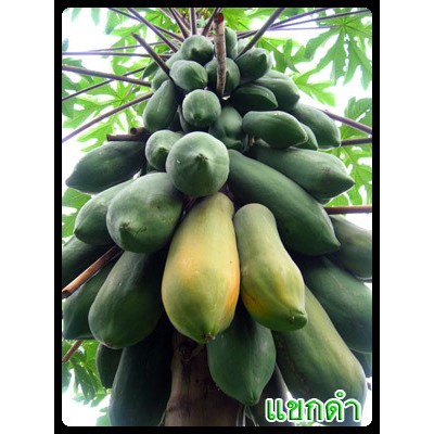 (ซื้อ 3 แถม1) เมล็ดมะละกอแขกดำ กินสุกหรือทำส้มตำมะละกอแขกดำ 50 เมล็ด ราคา 60 บาท