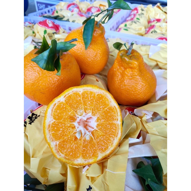 ส้มจุกจีน🍊 ส้มมงคล ทรงน้ำเต้า🧡หวาน หอม อมเปรี้ยว ไร้เม็ด อร่อยจ้าา 6.5 โลรวม