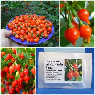 เมล็ดพันธุ์ พริกไบควินโฮ สีแดง (Red Biquinho Pepper Seed) บรรจุ 10 เมล็ด คุณภาพดี ราคาถูก ของแท้ 100%