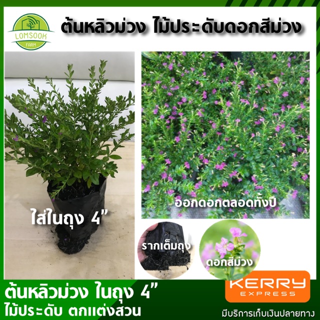 My Image 38