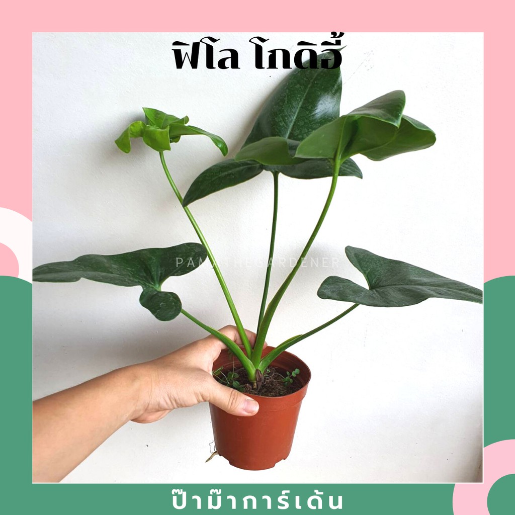 มุมมอง 2